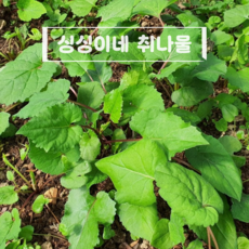 하동 생 취나물 나물용 국내산 노지 취나물, 1kg, 1개, 생 취나물 1Kg