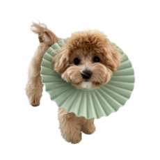 넥카라7호 고양이 넥카라 강아지 쿠션 깔대기 애견 플라스틱 천 반려견, 그린, 1개