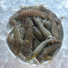 서해 생물 갯가재 1kg 15미 내외