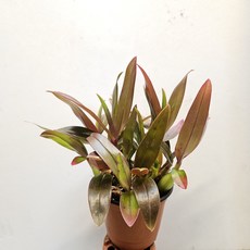 히비끼 (핑크색), 1개