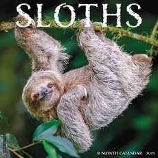 (英文圖書)Sloths 2026 12 X 12 Wall Calendar Spiral, Willow Creek Press Calendars, 英文, 線圈裝訂