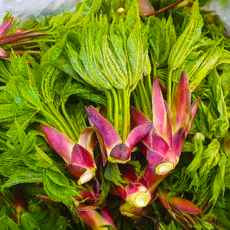 [시즌딱100박스] 봄이오는 향긋향긋 개두릅 엄나무순, 1박스, 500g