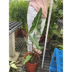 霏霏園藝 薩利安觀音蓮 8寸盆栽