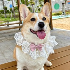 반려동물레이스스카프케이프 산책