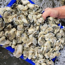 [당일조업] 남해바다 통영 생굴 횟감용 김장용 무침용, 2개, 1kg