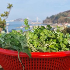 산지직송 거문도 해풍쑥 햇 쑥, 1박스, 1kg