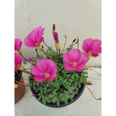 [플라워사랑] 사랑초 가을 겨울에 피는 꽃~ 샵 둘러보고 가세요~, 1개, 진핑크