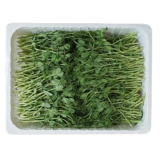 야채왕 완두순 (500g), 500g, 1개