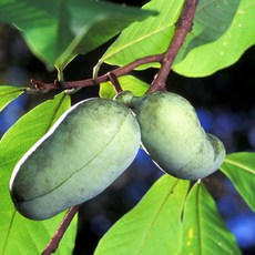 목하원예조경 포포나무 (뽀뽀나무) 100cm전후 포포 실생 2년생나무 묘목 유실수 정원수 노지월동, 1개