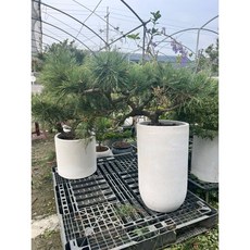 霏霏園藝 黑松造型盆栽, 1個