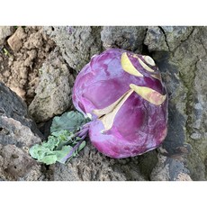 국내산 청정제주 아삭 제철 콜리브리 콜라비 못난이, 1박스, 5kg