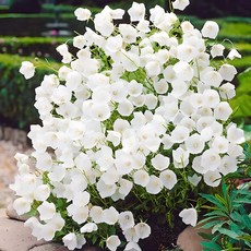 덤불초롱꽃 화이트 씨앗 소포장 대포장, 1개, 소포장 50립