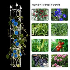 베란다 클라이밍 트렐리스 야외 정원용 반원형 장미 넝쿨 식물 지지대 밑판 2개 윗판 1개 포함, 흰색