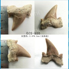 메갈로돈 귀 이빨 상어 실제 화석 원석 광석 표본 모로코 해양 고생물학 장식 선물, ECS-020