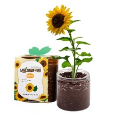 식물키우기 11종 재배키트 미니화분 꽃피우기 만들기 dod*92834Vn, 레몬밤, 1