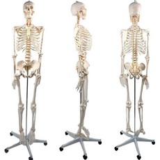 인체 해골 실습 해부 골격 모형 실습용 뼈 모형도 신경척추 포함 교육용 피규어 170cm, A. 170cm 디스크+척추신경(굽히지 않음)