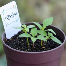 맨드라미 키우기 씨앗화분 꽃키우기 식물재배기, 상세페이지 참조