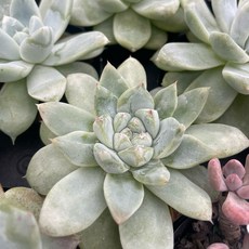 빙산 미니포트 다육이 반려식물 국민다육이