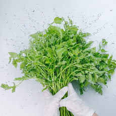 트렌드 무농약 당일세척 청도 미나리 산지직송, 2kg, 1개