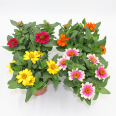 [골든플랜트] 미니백일홍 소품 4개1세트 색상랜덤발송 모종 마당화단 정원가꾸기 식물 백일홍 키우기