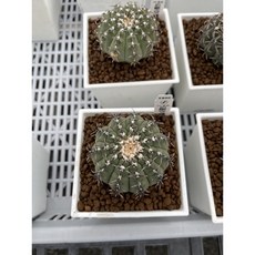 嚴選 G屬交種 MC多肉園 多肉植物, 1個