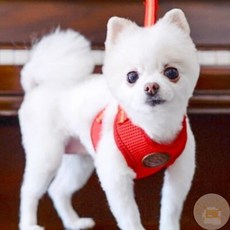 온빛마켓 하네스리드줄세트 에어매쉬 레드M 개하네스