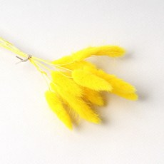 화연양화 프리저브드플라워 선별 라그라스 강아지풀 10개입, 06 옐로