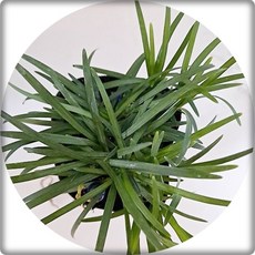 애란 애기맥문동 소엽맥문동 Ophiopogon japonicus 10포트1세트 야생화 조경용 분재소재 대량주문내고가꾸기, 녹색, 1개