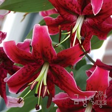 향기로 기억되는 백합 11품종 컬렉션 금강원예, 1개, 미스페야