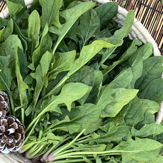 남해 시금치 노지 보물초, 1박스, 4kg