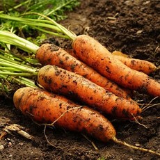 농협 한아름드린 흙당근 2kg(상품)35128924, 2kg(상품)