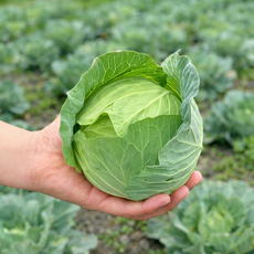 햇살담아팜 제주 미니양배추, 1박스, 3kg