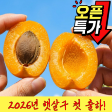 [딱10일만초특가] 대형마트납품 임산부입덧 하우스살구 노지살구, 1개, 1kg 특대과
