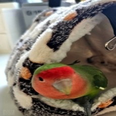 앵무새 포치 소 앵무새텐트 앵무새둥지 새둥지