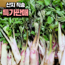 [하루50박스한정] 산지직송 향이진한 땅두릅 국내산, 1개, 1kg