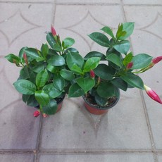 만데빌라2개묶음