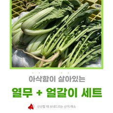여름 입맛 살리는 국내산 열무 얼갈이 세트, 1개, 열무2kg+얼갈이2kg