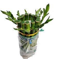 키우기쉬운식물 문샤인 아이비나무 스킨답서스 행운목 개운죽 풍란 테이블야자 호야 산호수 율마 천냥금 오렌지자스민 수퍼바 산세베리아 금전수 스파트필럼 스투키 남천 고무나무 다육, 1개