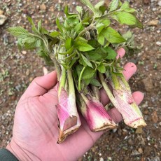 노지에서 재배한 남해안 햇 땅두릅, 1개, 2kg