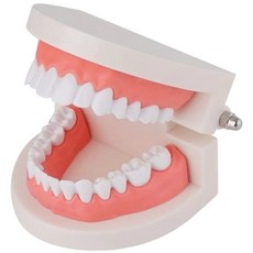 치아 모형 틀, 1개