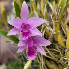 [금비농원] 미야코(카틀레야) /서양란 공기정화 식물, 1개