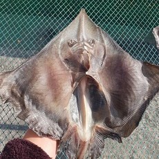 녹동수산 ] 국내산 반건조 홍어가오리 1마리 (500g 내외), 1개, 반건조 홍어가오리 500g 내외