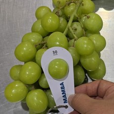 18브릭스 페루 애플청포도 어텀크리스피 항공 직수입, 1개, 3kg 에어셀 포장