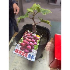 霏霏園藝 妮娜皇后葡萄4吋盆栽 特價優惠中, 1個