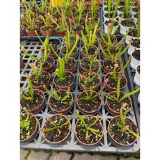 霏霏園藝 瓶子草4吋盆栽 獨特食蟲植物 居家綠化造景