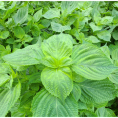 [신일농산] 국내산 하우스 어린 깻순 4kg, 1박스