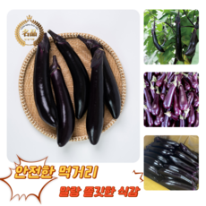 [굿피플] 가지 국내산가지 나물 가디 갖, 1박스, 가지 5kg
