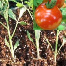 자연은 토마토 20개, 500ml