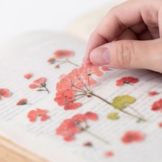 고백편지 압화스티커 제라늄 편지 연인에게 전하는 사랑 고백 쪽지
