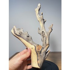 太行崖柏 隨型獨根梅花, 如圖所示, 1個